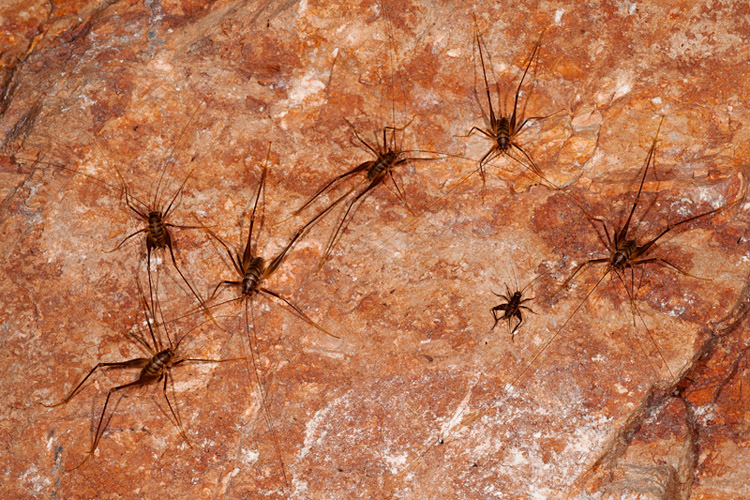 Ortottero di miniera:Dolichopoda sp.